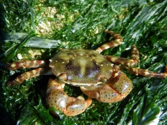 Hemigrapsus sanguineus