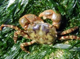 Hemigrapsus sanguineus, author: JP Vanderperren