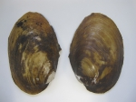 Lampsilis cariosa
