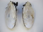 Bivalvia