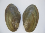 Bivalvia