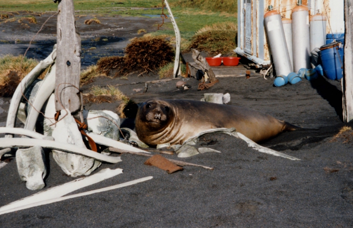 Elephant seal