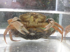 Schaaldieren