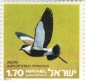 Vanellus spinosus, author: Collection VLIZ