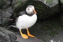 Puffin (Fratercula arctica)