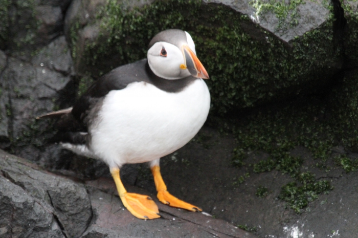Puffin (Fratercula arctica) Puffin (Fratercula arctica)