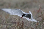 Marine birds