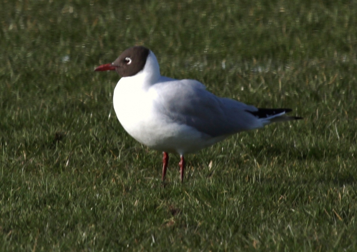 Black-headed Gull (Larus ridibundus) Black-headed Gull (Larus ridibundus)