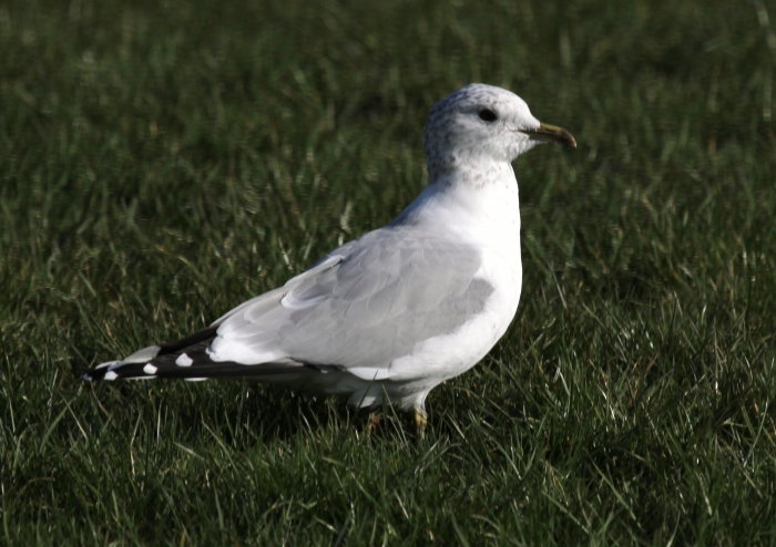 Common Gull (Larus canus) Common Gull (Larus canus)