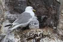 Kittiwake (Rissa tridactyla)