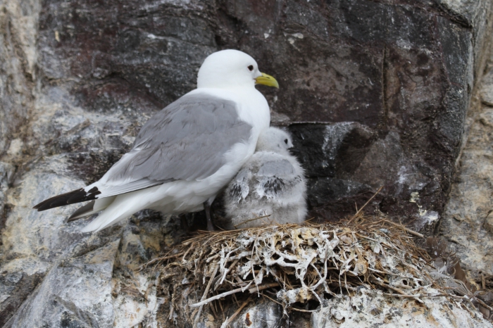 Kittiwake (Rissa tridactyla) Kittiwake (Rissa tridactyla)