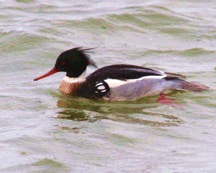 Red-breasted Merganser (Mergus serrator) Red-breasted Merganser (Mergus serrator)
