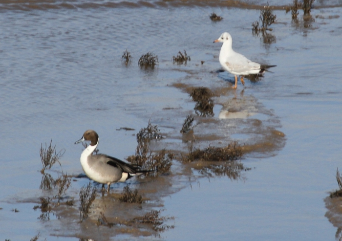 Pintail (Anas acuta) Pintail (Anas acuta)