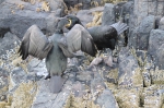 Marine birds