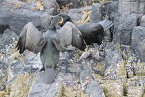 Shag (Phalacrocorax aristotelis)