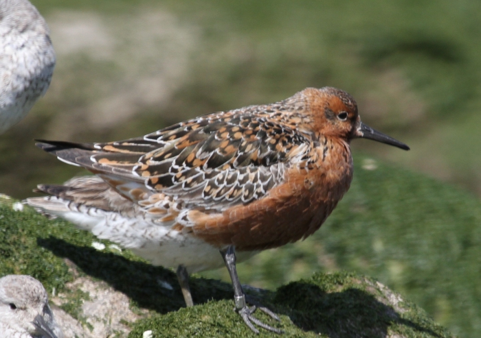 Knot (Calidris canutus) Knot (Calidris canutus)