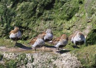 Dunlin (Calidris alpina)