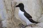 Marine birds