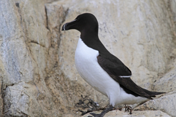 Razorbill (Alca torda) Razorbill (Alca torda)
