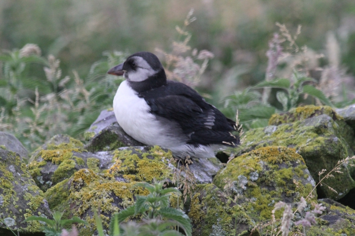 Puffin (Fratercula arctica) Puffin (Fratercula arctica)