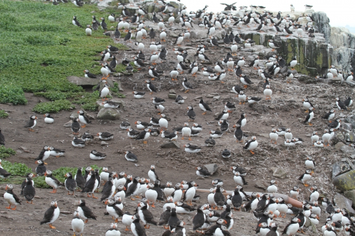 Puffin (Fratercula arctica) Puffin (Fratercula arctica)