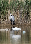 Little egret (Egretta garzetta), author: Lowry, Roy