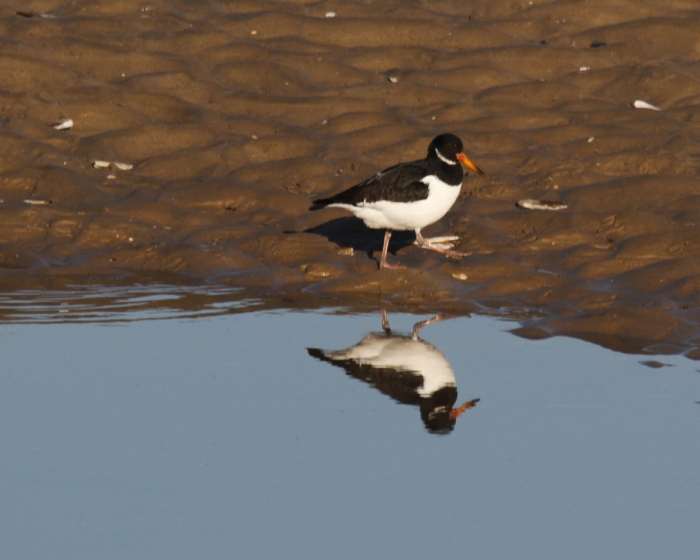 Oystercatcher (Haematopus ostralegus) Oystercatcher (Haematopus ostralegus)