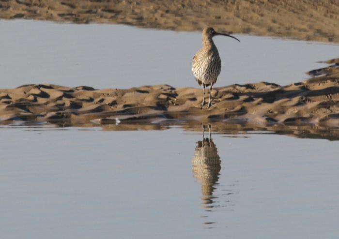 Curlew (Numenius arquata) Curlew (Numenius arquata)