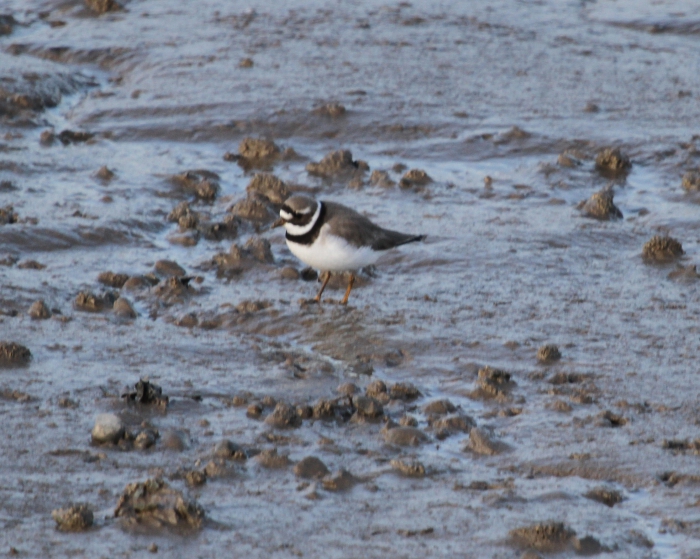 Ringed plover (Charadrius hiaticula) Ringed plover (Charadrius hiaticula)