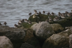 Marine birds