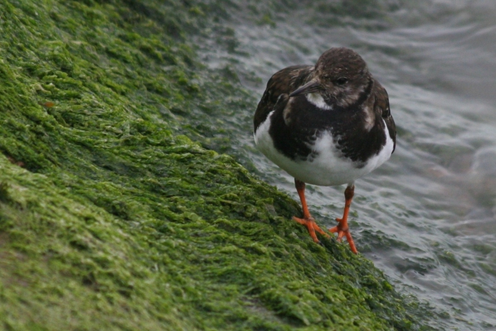 Turnstone (Arenaria interpres) Turnstone (Arenaria interpres)