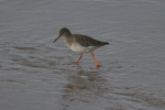 Redshank (Tringa totanus), author: Lowry, Roy