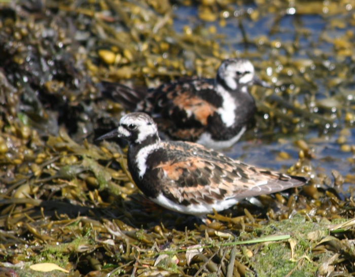Turnstone (Arenaria interpres) Turnstone (Arenaria interpres)