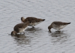 Marine birds