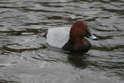 Pochard (Aythya ferina), author: Lowry, Roy