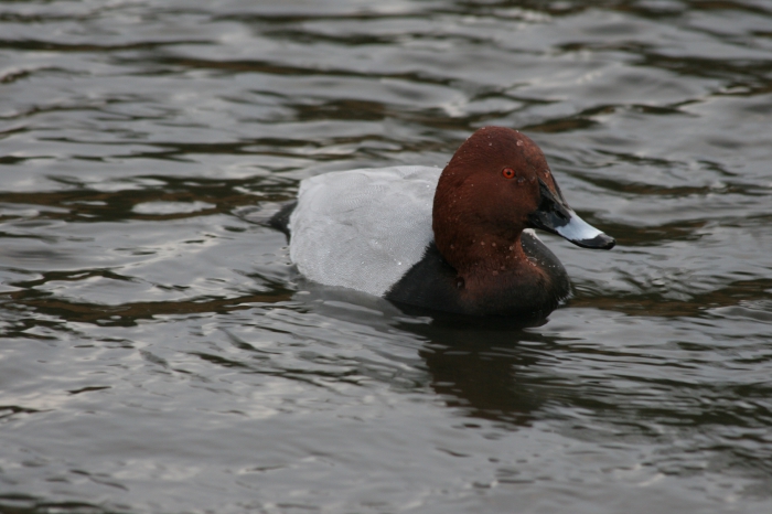 Pochard (Aythya ferina) Pochard (Aythya ferina)