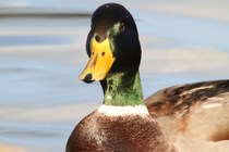 Mallard (Anas platyrhynchos)