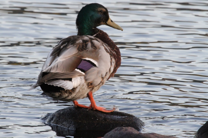 Mallard (Anas Platyrhynchos) Mallard (Anas Platyrhynchos)