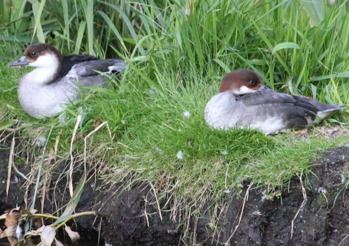 Smew (Mergellus albellus) Smew (Mergellus albellus)