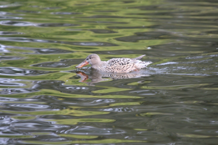 Shoveler (Anas clypeata) Shoveler (Anas clypeata)