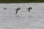 Shelduck (Tadorna tadorna), author: Lowry, Roy