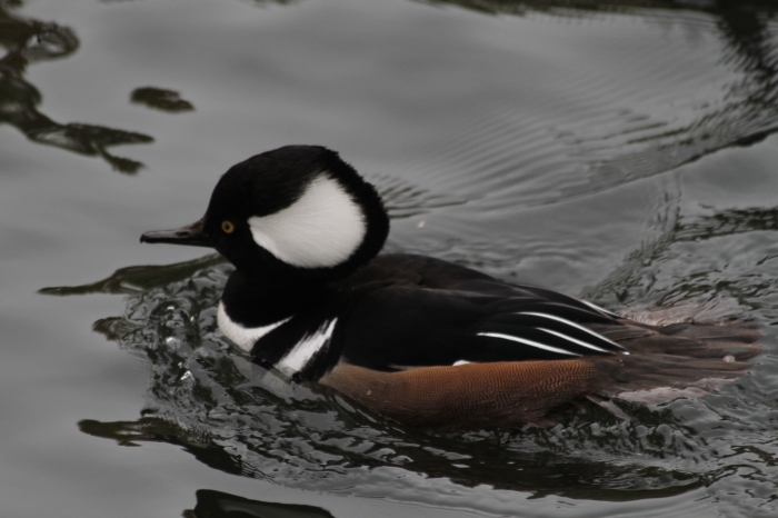 Hooded merganser (Lophodytes cucullatus) Hooded merganser (Lophodytes cucullatus)