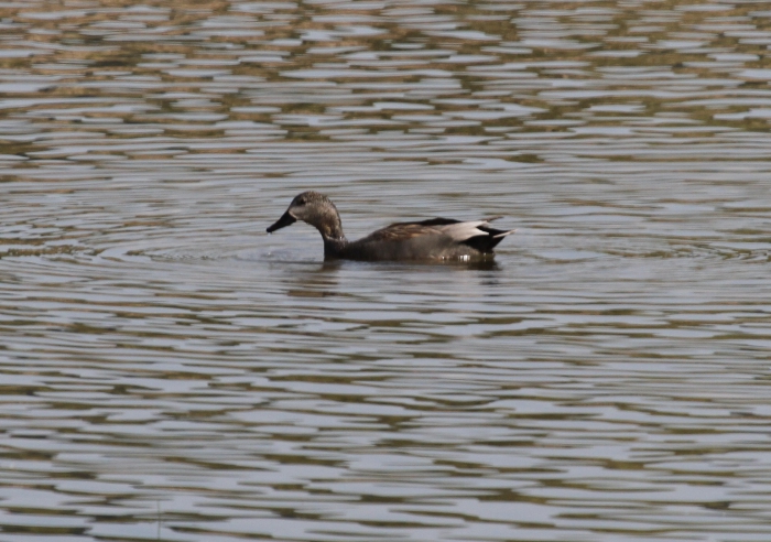 Gadwall (Anas strepera) Gadwall (Anas strepera)