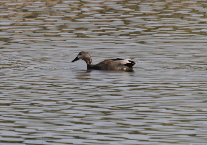 Gadwall (Anas strepera)