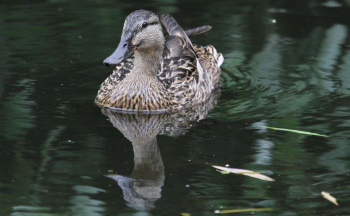 Mallard (Anas platyrhynchos) Mallard (Anas platyrhynchos)
