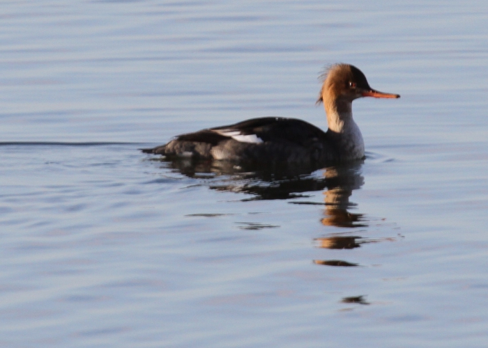 Red-breasted Merganser (Mergus serrator) Red-breasted Merganser (Mergus serrator)