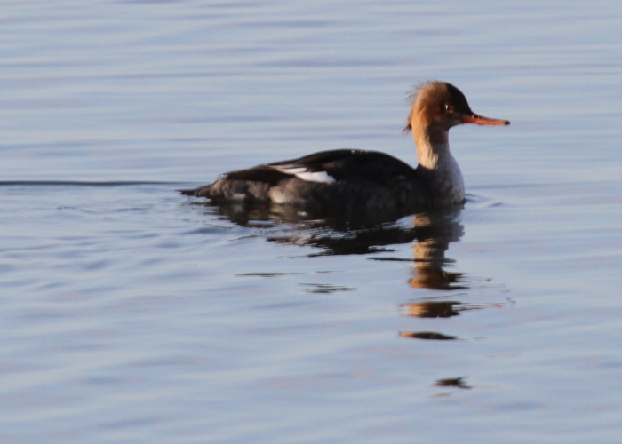 Red-breasted Merganser (Mergus serrator)