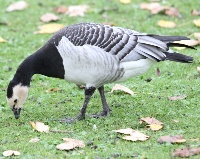 Barnacle goose (Branta leucopsis) Barnacle goose (Branta leucopsis)