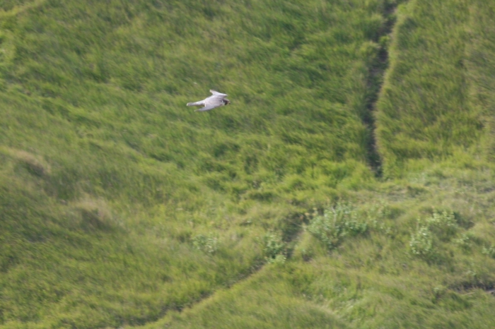 Peregrine (Falco peregrinus) Peregrine (Falco peregrinus)