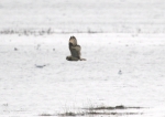 Short-eared Owl (Asio flammeus), author: Lowry, Roy